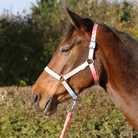 Hy Equestrian Ombre Headcollar and Lead Rope
